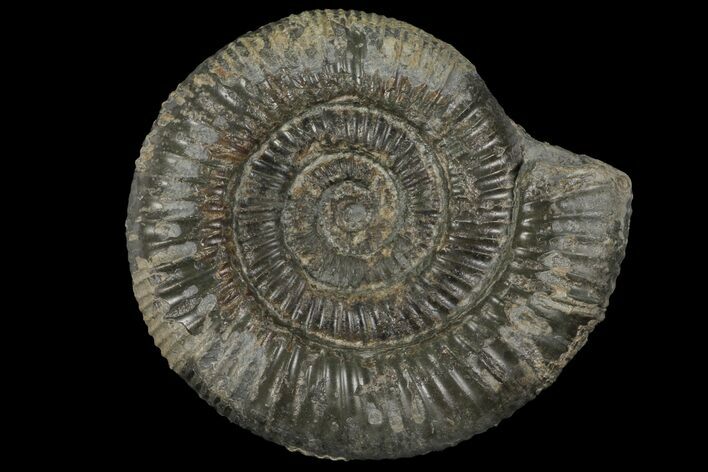 Dactylioceras Ammonite Fossil - England #100456